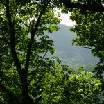 View Between Branches on the Mountains to Sea Trail