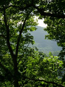 View Between Branches on the Mountains to Sea Trail