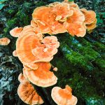 Chicken of the Woods