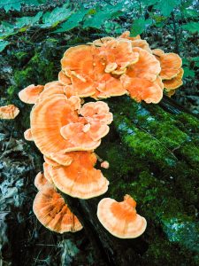 Chicken of the Woods