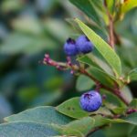 Blueberry in Craggy Gardens