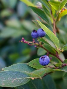 Blueberry in Craggy Gardens