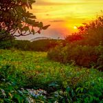 Sunset and Flowers in Craggy Gardens