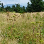 Angelica on Roan Mountain