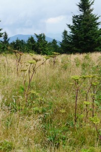 Angelica on Roan Mountain