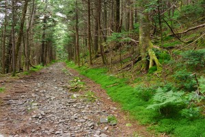 Appalachian Trail on Roan High Knob