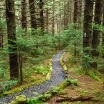 Appalachian Trail in Mossy Spruce-Fir Forest