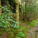 Appalachian Trail on Roan Mountain