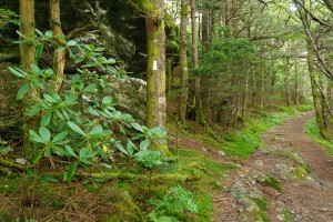 Appalachian Trail on Roan Mountain