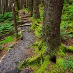 Appalachian Trail Steps on Roan Mountain