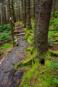 Appalachian Trail Steps on Roan Mountain