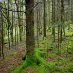 Green Mossy Forest on Roan Mountain