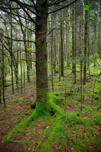 Green Mossy Forest on Roan Mountain