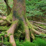 Mossy Fraser Fir Roots