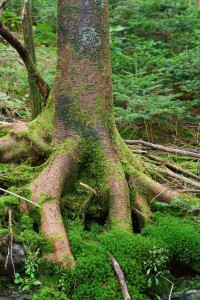 Mossy Fraser Fir Roots