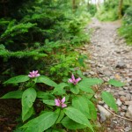 Pink Turtleheads Beside the Trail