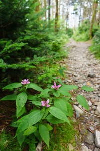 Pink Turtleheads Beside the Trail