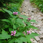 Pink Turtleheads and Stone Trail