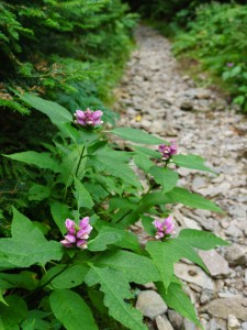 Pink Turtleheads and Stone Trail