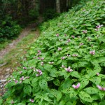 Slope of Pink Turtleheads