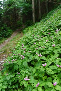 Slope of Pink Turtleheads