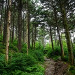 Fraser Firs on Roan Mountain