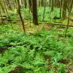 Steep Slope of Roan Mountain