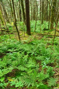 Steep Slope of Roan Mountain