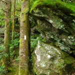 White Blaze and Rock Outcrop