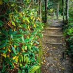 Buck Spring Trail Steps