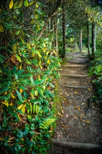 Buck Spring Trail Steps