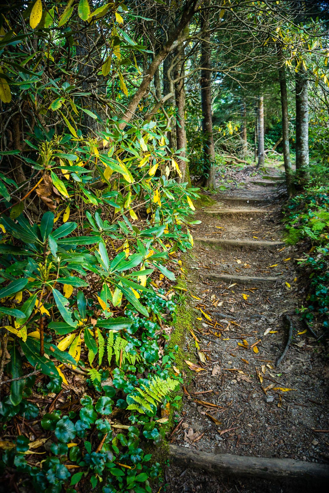 2015-09-06_blue-ridge-parkway_buck-spring-trail-galax-rhododendron-steps-spruce.jpg Buck Spring Trail Steps