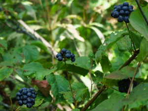 Grape or Blueberry Look-Alike