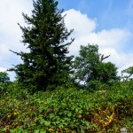 Spruce on the Buck Spring Trail