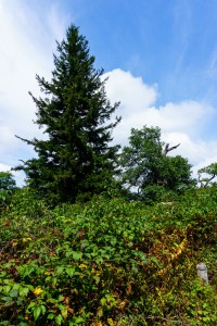 Spruce on the Buck Spring Trail