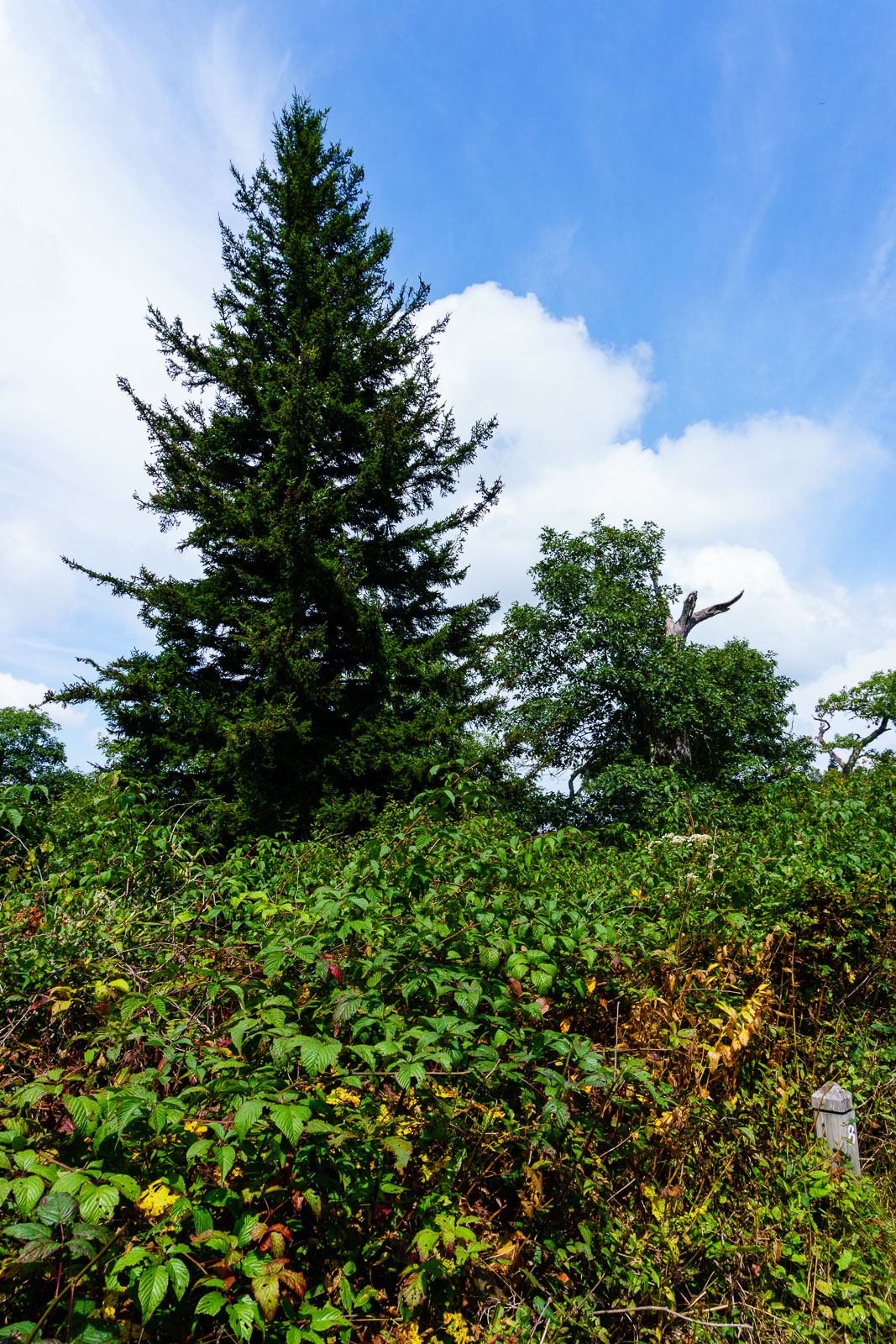 2015-09-06_blue-ridge-parkway_mount-pisgah-buck-spring-trail-blackberry-spruce.jpg Spruce on the Buck Spring Trail