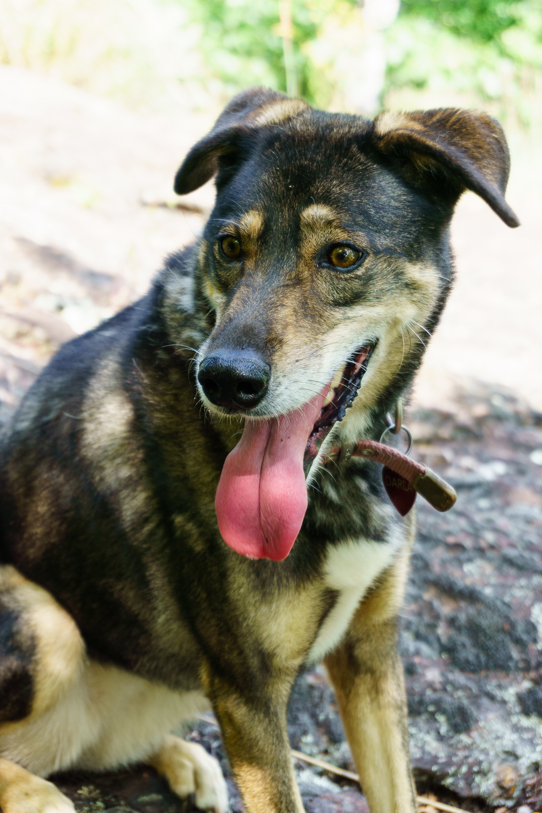 2015-09-06_pisgah-mills-river_darla-trail-dog-resting.jpg Darla Taking a Break