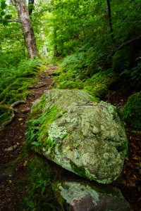 Rock Beside the Trail