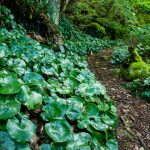 Galax beside the Laurel Mountain Trail