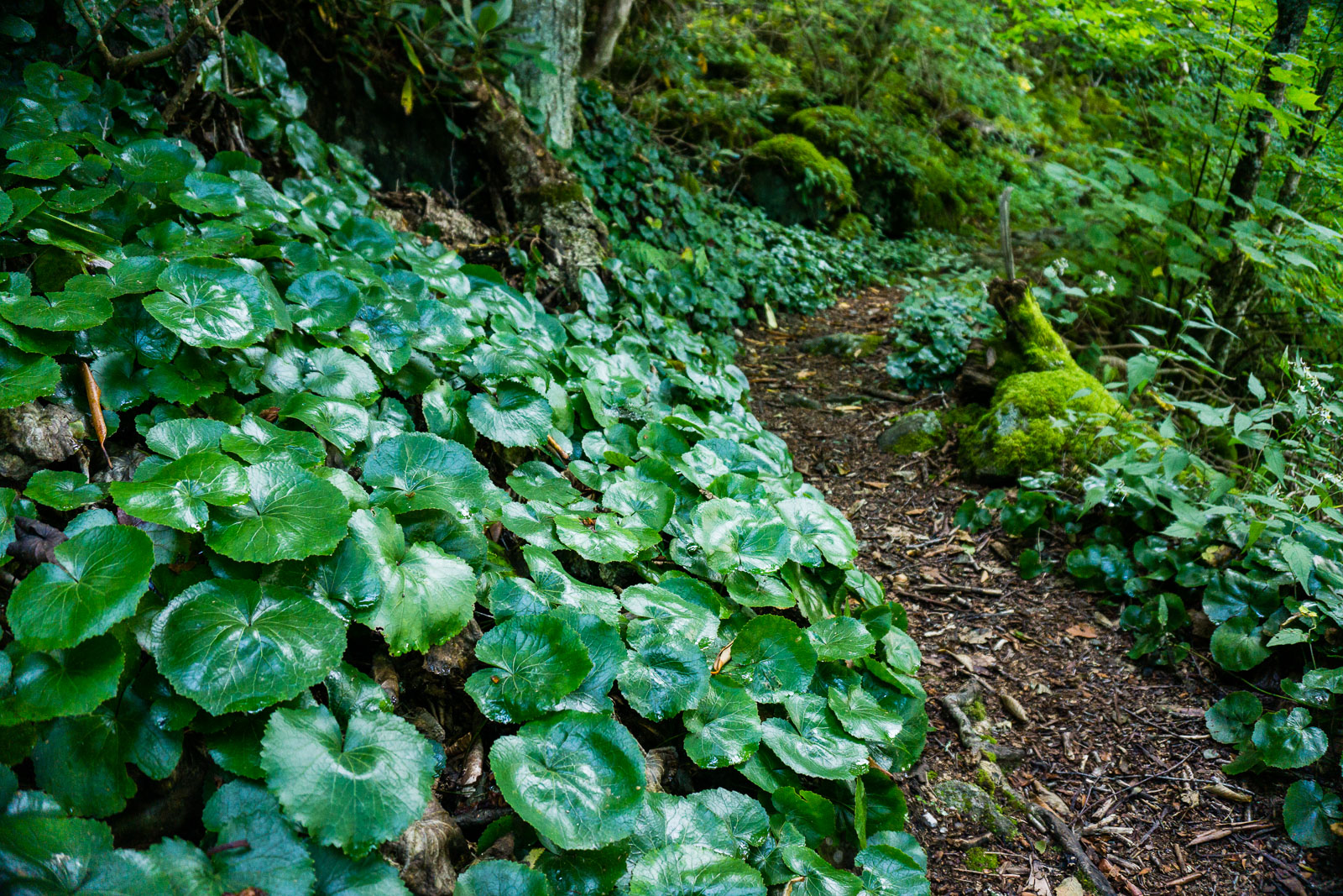 2015-09-06_pisgah-mills-river_laurel-mountain-trail-galax-green-moss.jpg Galax beside the Laurel Mountain Trail