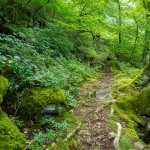 Mosy Laurel Mountain Trail