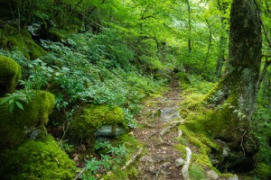 Mosy Laurel Mountain Trail