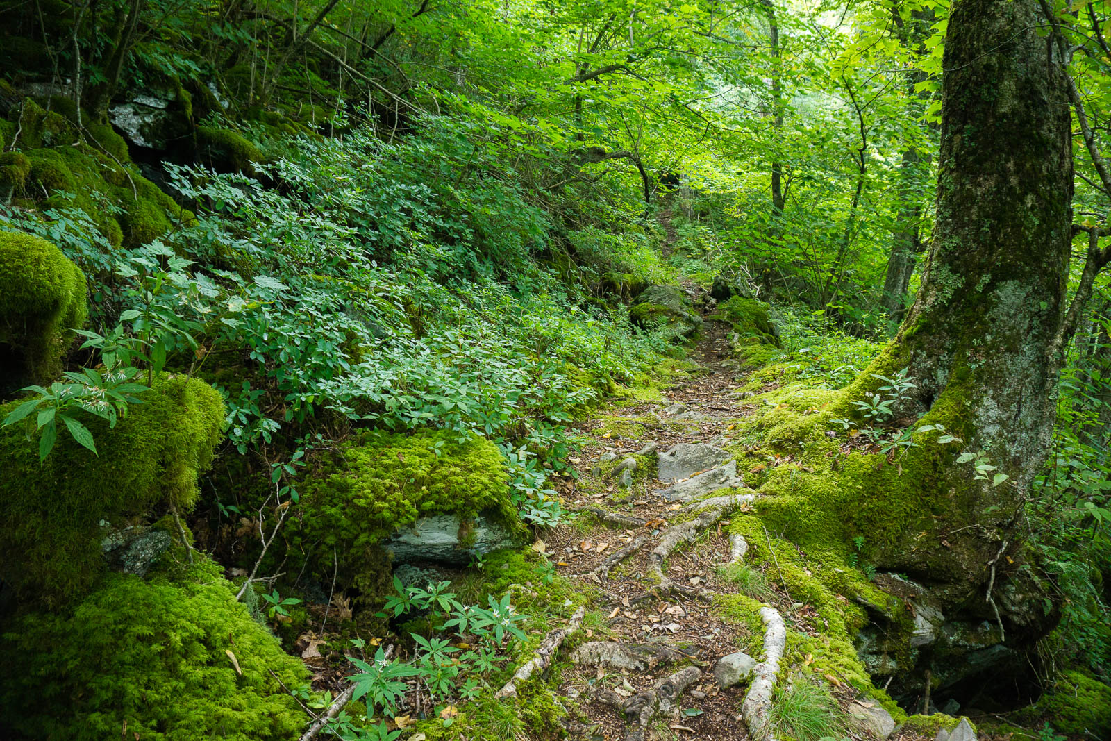 2015-09-06_pisgah-mills-river_laurel-mountain-trail-green-moss.jpg Mosy Laurel Mountain Trail