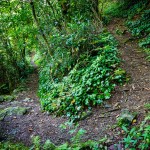 Laurel Mountain Switchback