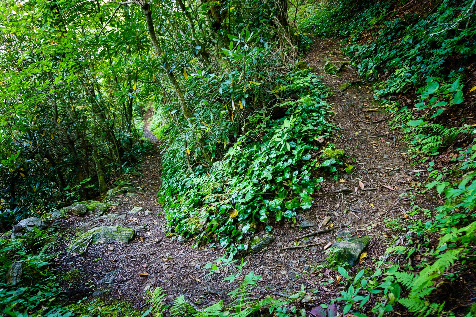 2015-09-06_pisgah-mills-river_laurel-mountain-trail-switchback-ferns-galax.jpg Laurel Mountain Switchback