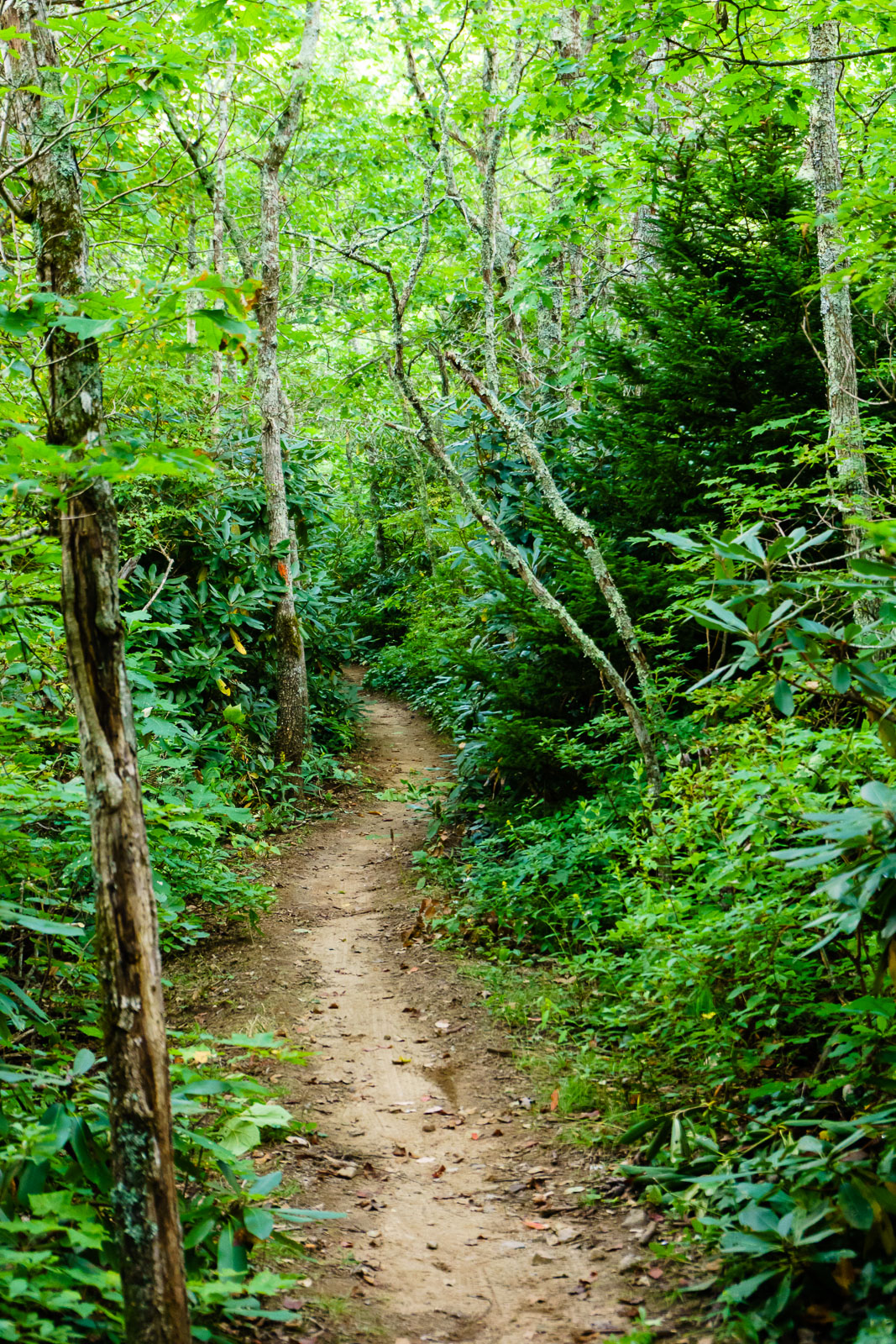 2015-09-06_pisgah-mills-river_pilot-rock-trail-flat-at-connector.jpg Pilot Rock Trail