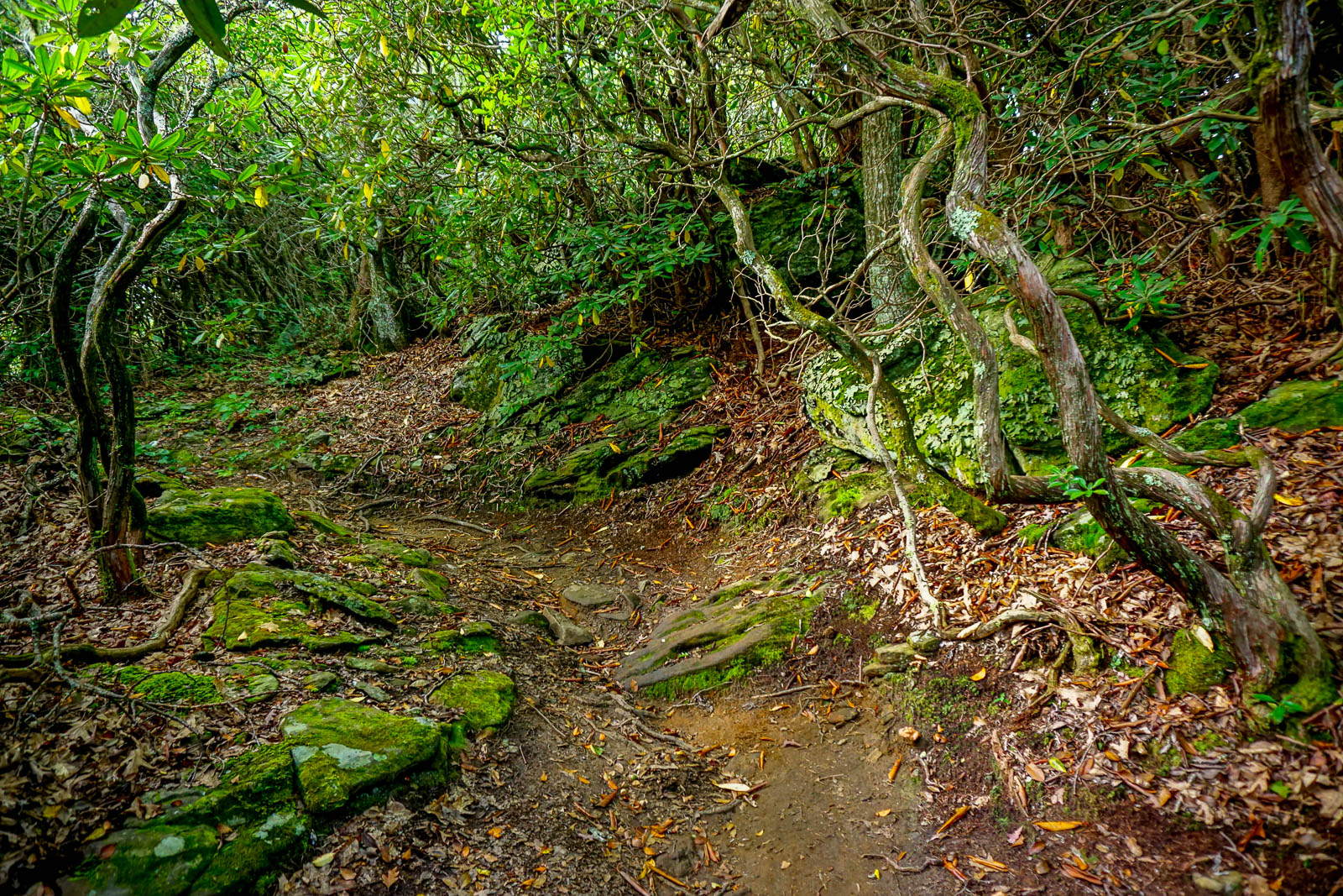 2015-09-06_pisgah-mills-river_pilot-rock-trail-laurel-mossy-rocks.jpg Moss and Laurels
