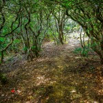 Laurel Tunnel