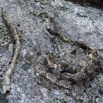 Rattlesnake Skin