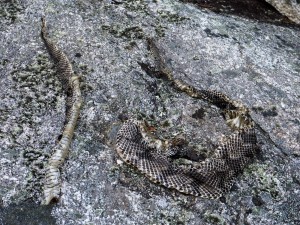 Rattlesnake Skin